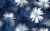 White and Blue Daisies_10%